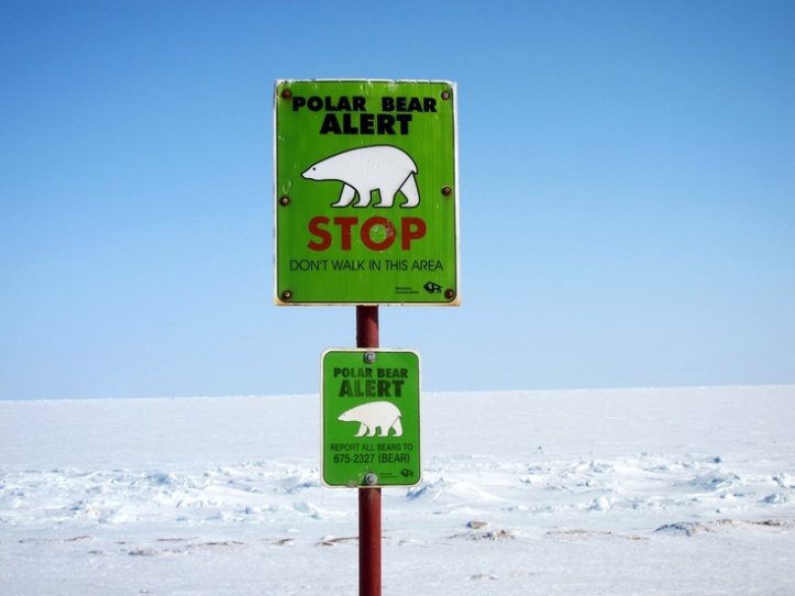 Polar Bear Warning